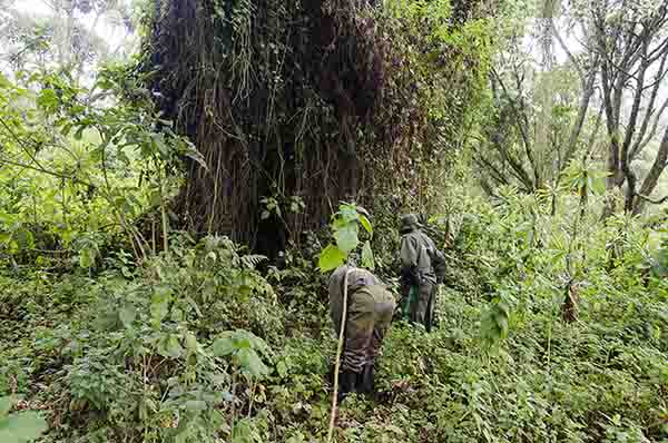 51 - Ruanda - parque nacional de los volcanes - selva de Virunga - soldados